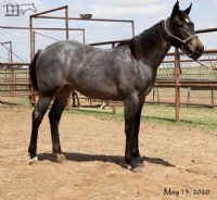 WYO Bone's 2019 Roan Filly